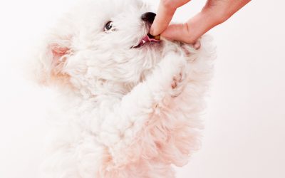 Comida casera para tu perro