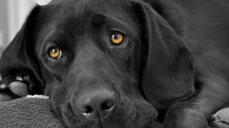 Verrugas en perros o Papilomas orales caninos