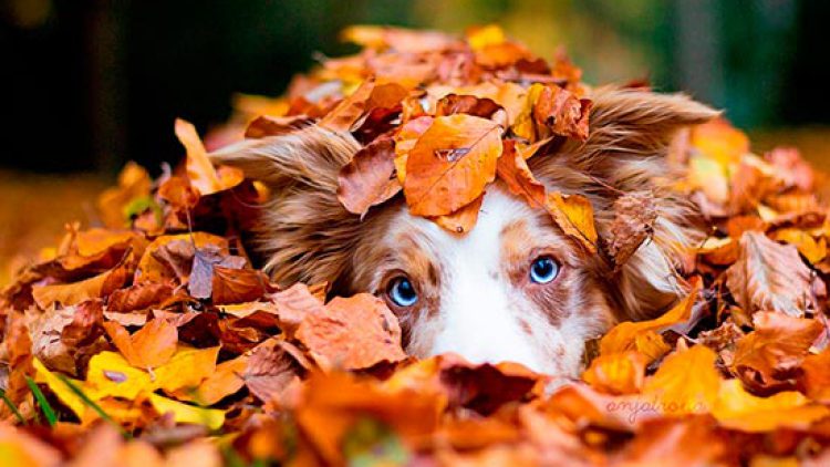 Cuidar del pelo de tu mascota en otoño