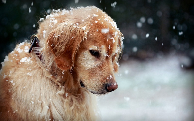 cuidar de tu mascota en invierno
