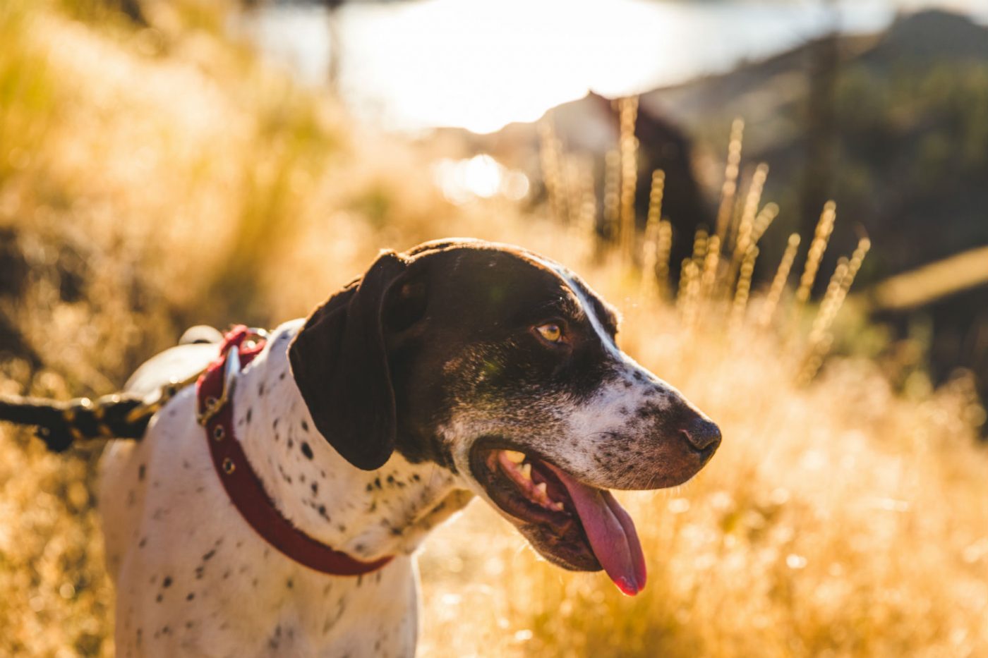 Beneficios del sol para tu perro