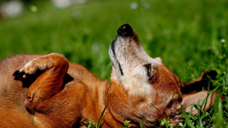 ¿Tu perro se tumba al sol?