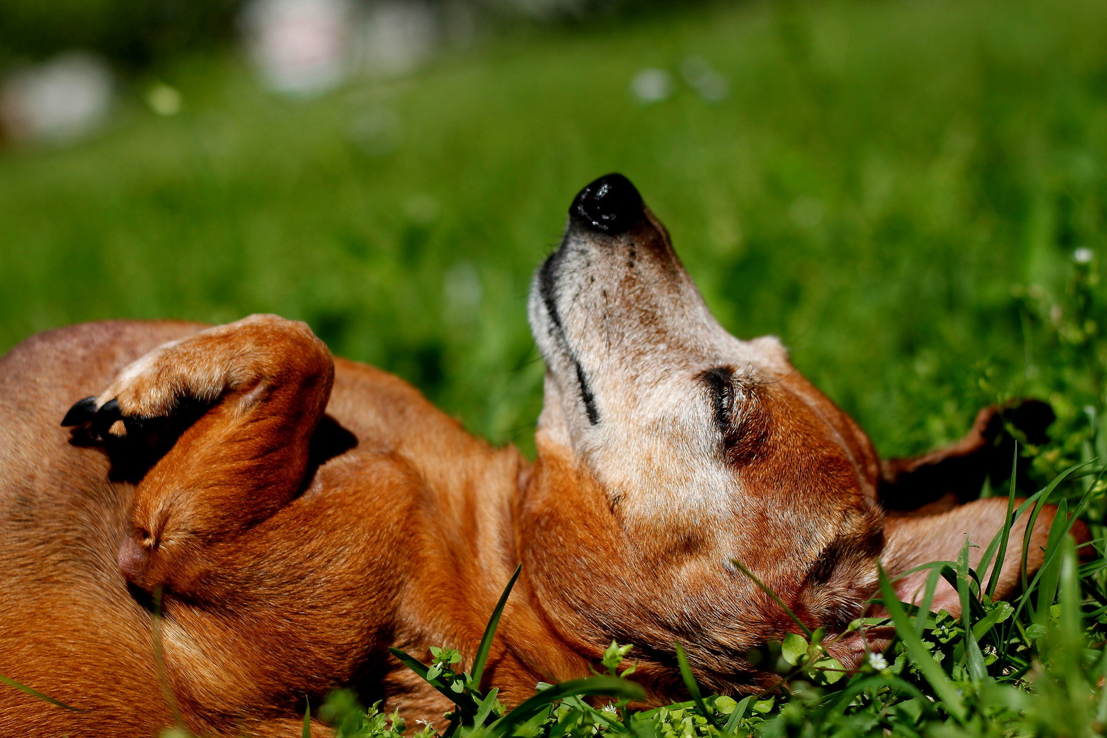 Beneficios del sol para tu perro