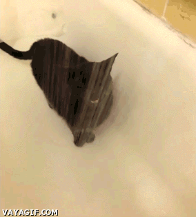 ¿Los gatos se bañan?