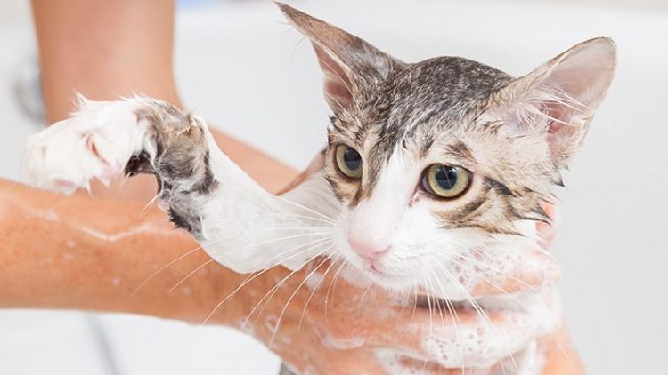 ¿Los gatos se bañan?