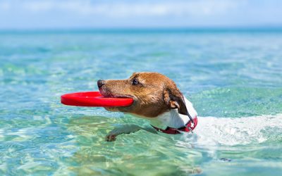 ¿Cuales son las playas para perros?