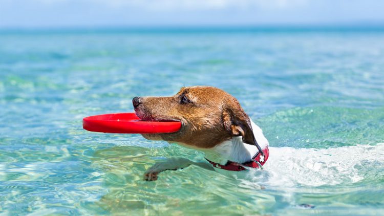 ¿Cuales son las playas para perros?